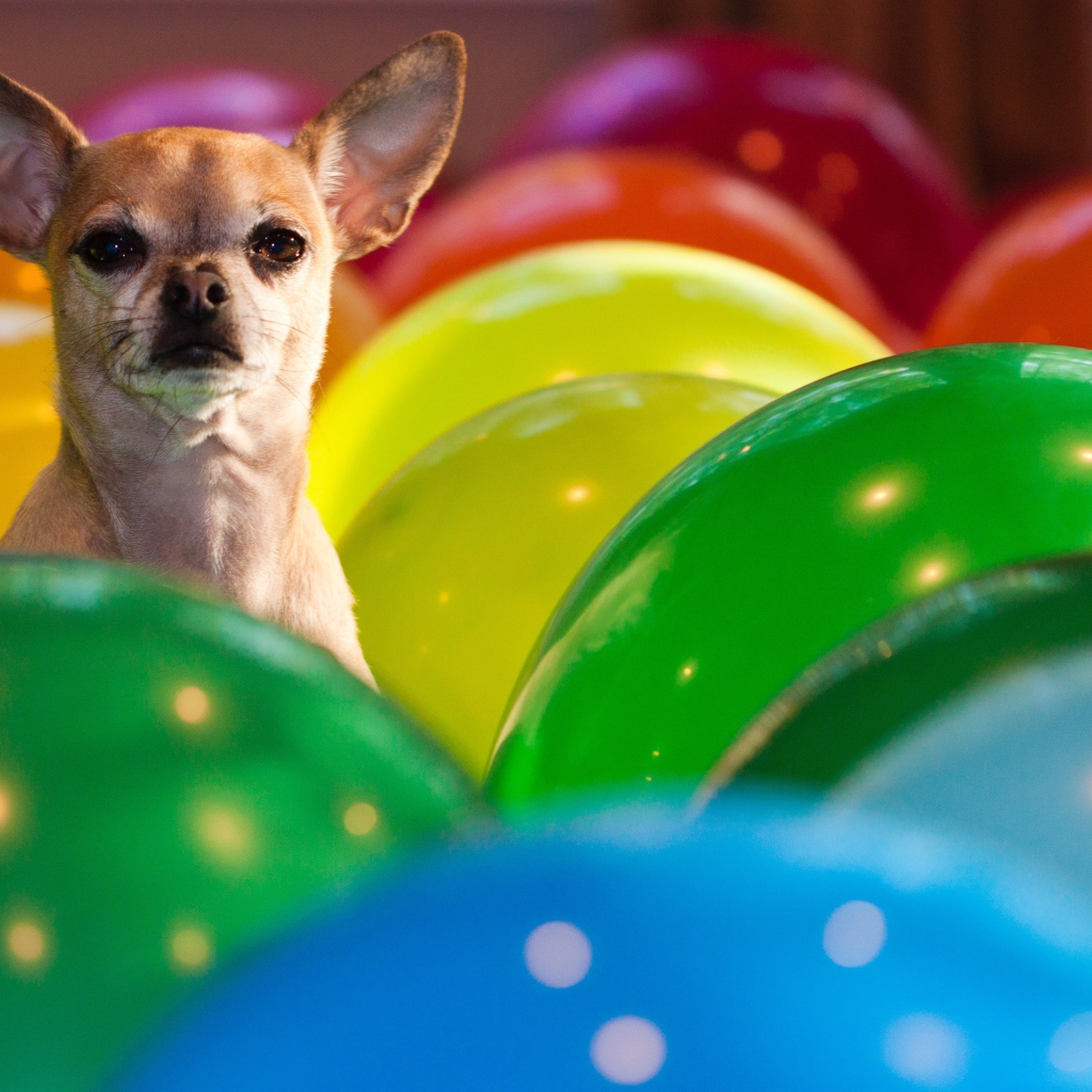 Chihuahua sits in balloons