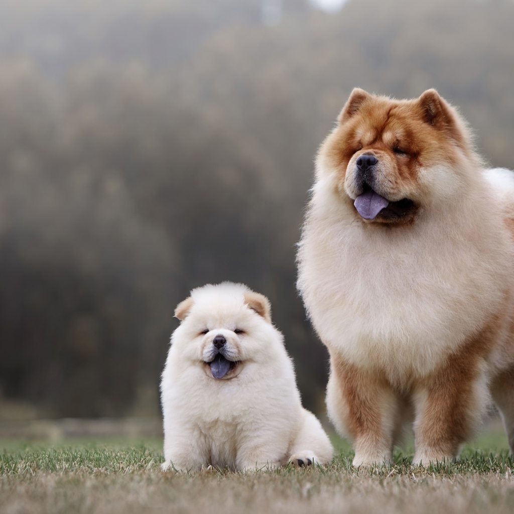 Собака породы чау чау с пушистым маленьким щенком