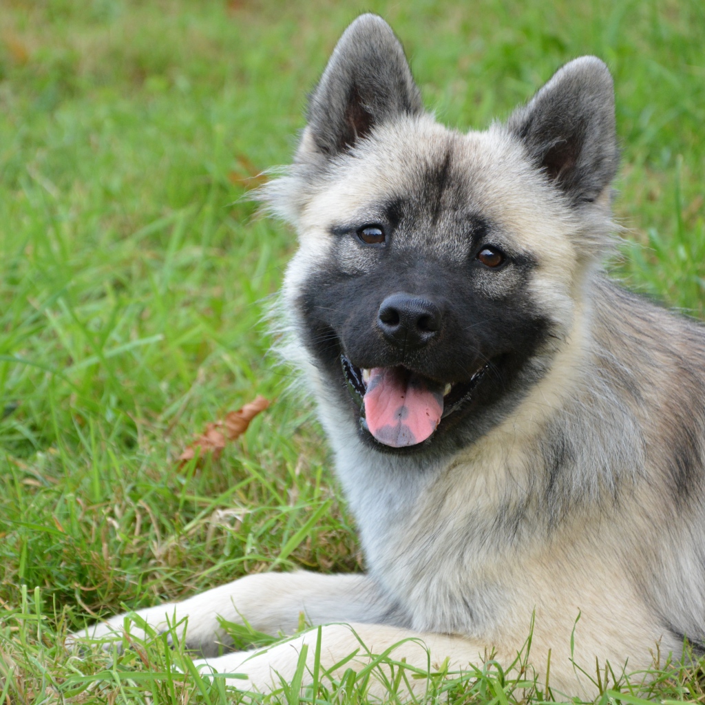 Пес породы Евразиер с высунутым языком на траве