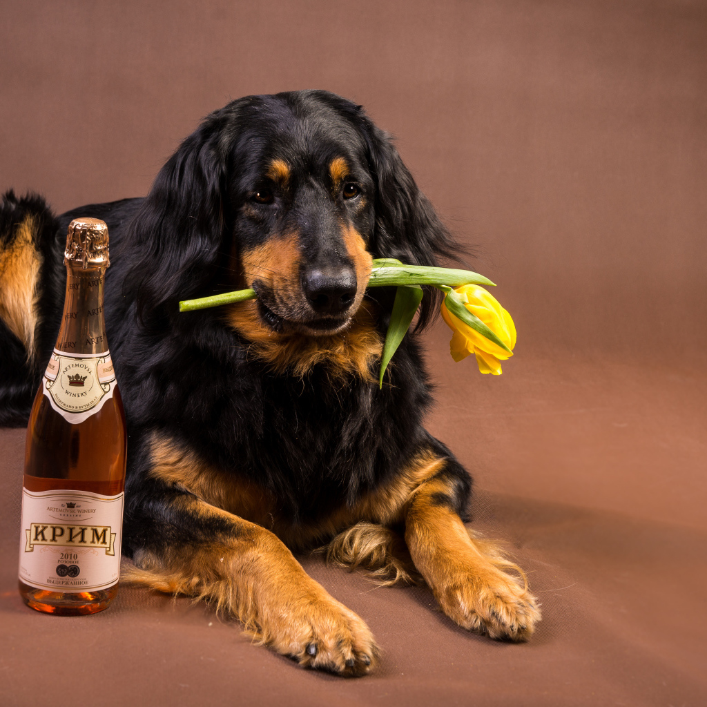 Собака породы ховаварт с шампанским и тюльпаном в зубах 