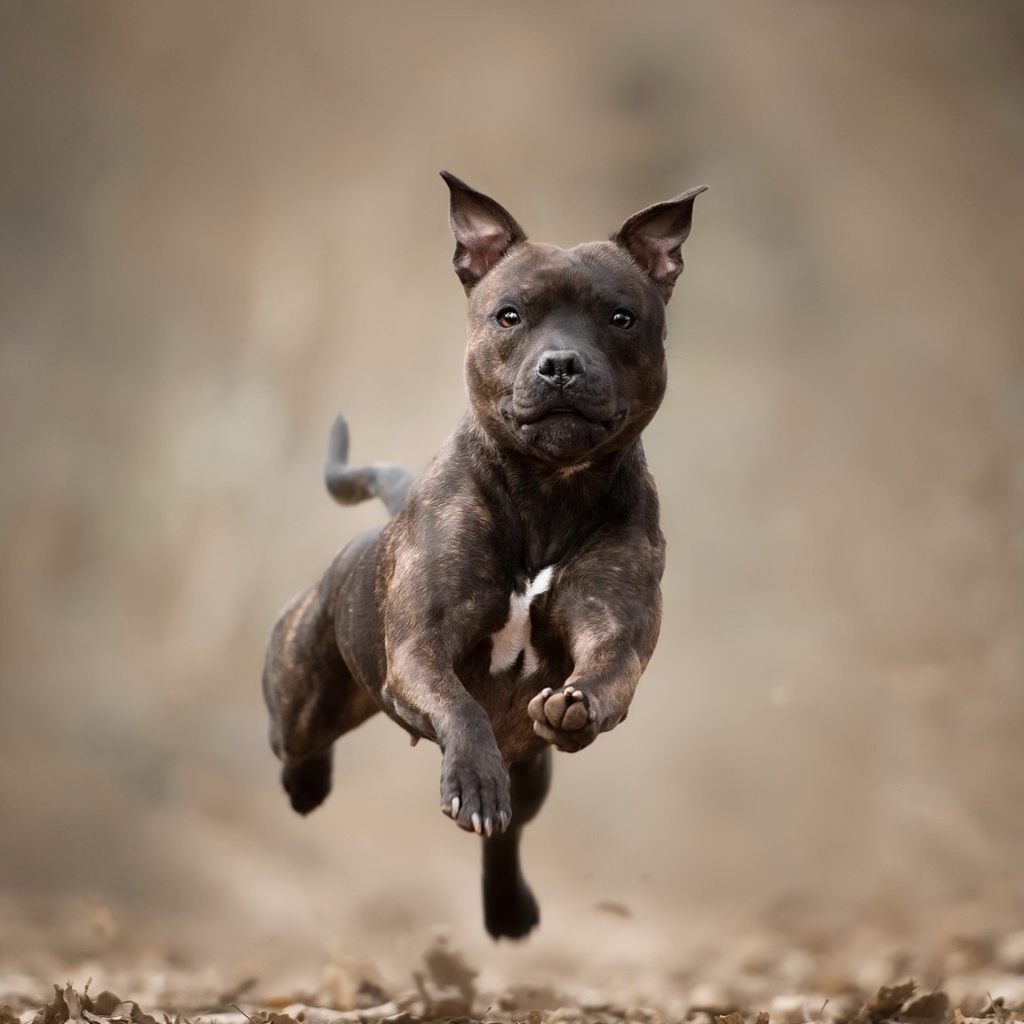 Dog breed Staffordshire Bull Terrier runs on dry foliage