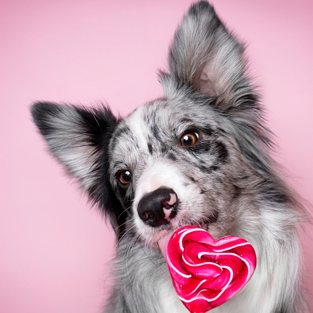 Dog breed border collie with a heart-shaped candy on a pink background