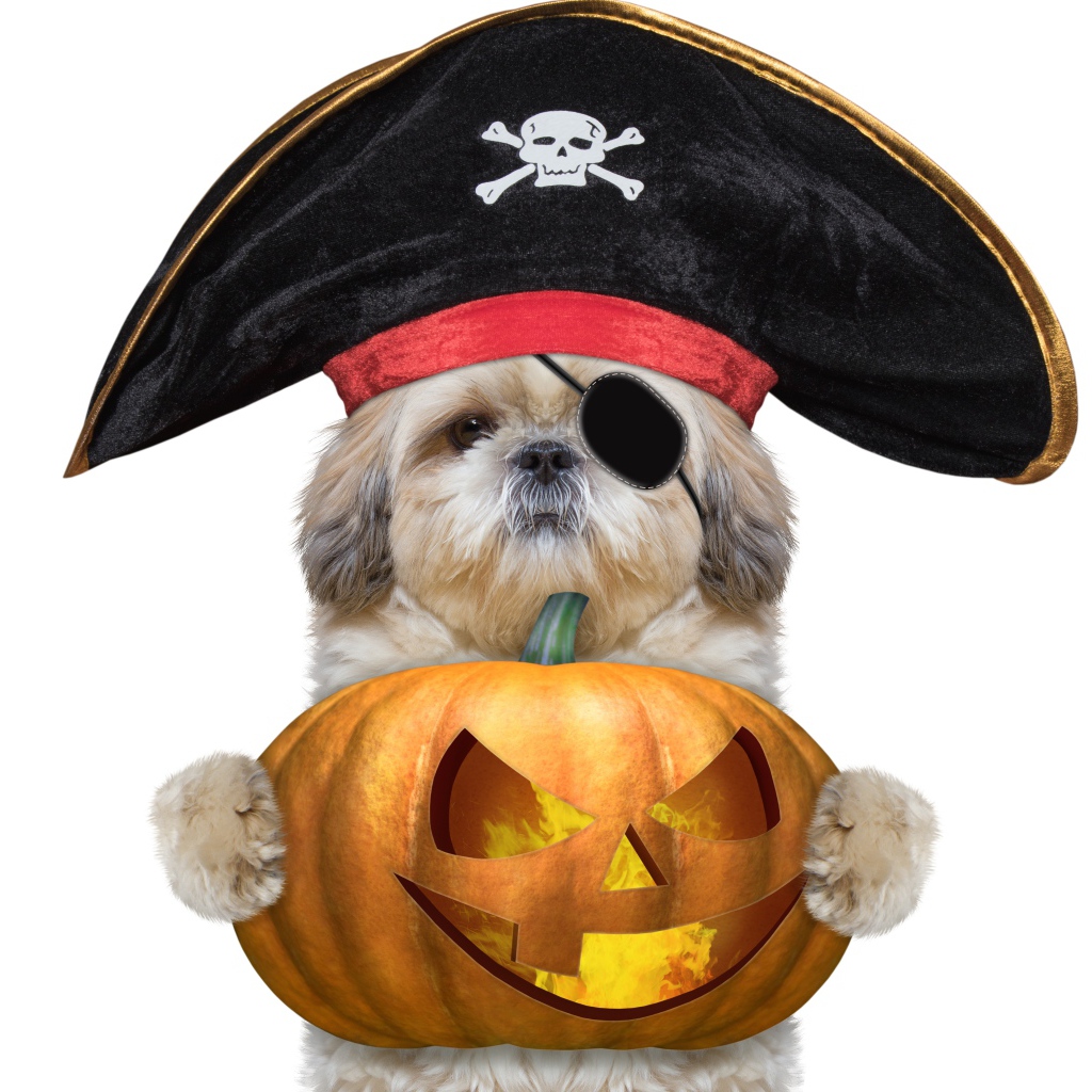 Пес в костюме пирата с тыквой на Хэллоуин 