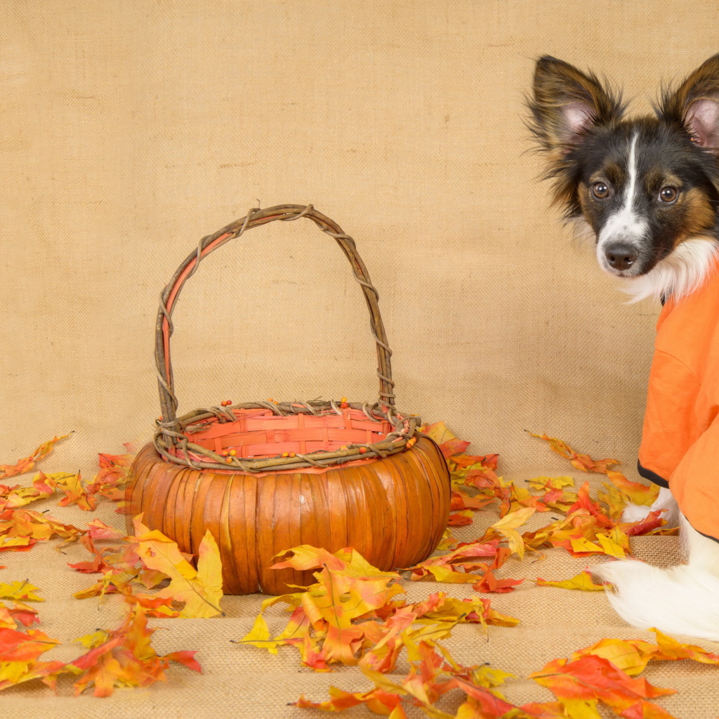 Dog with basket and fallen leaves
