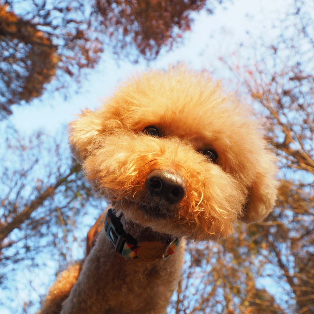 Пушистый рыжий пес смотрит в объектив камеры 