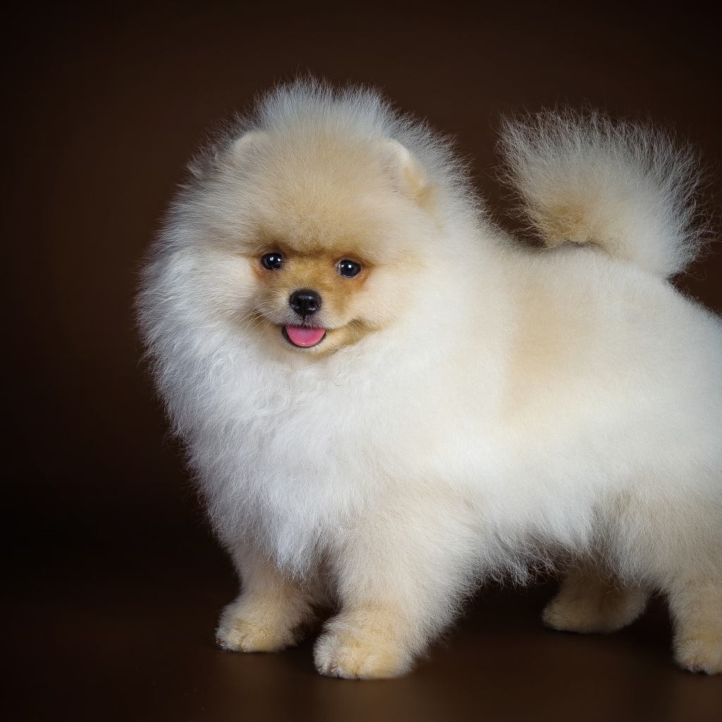 Пушистый белый шпиц с высунутым языком