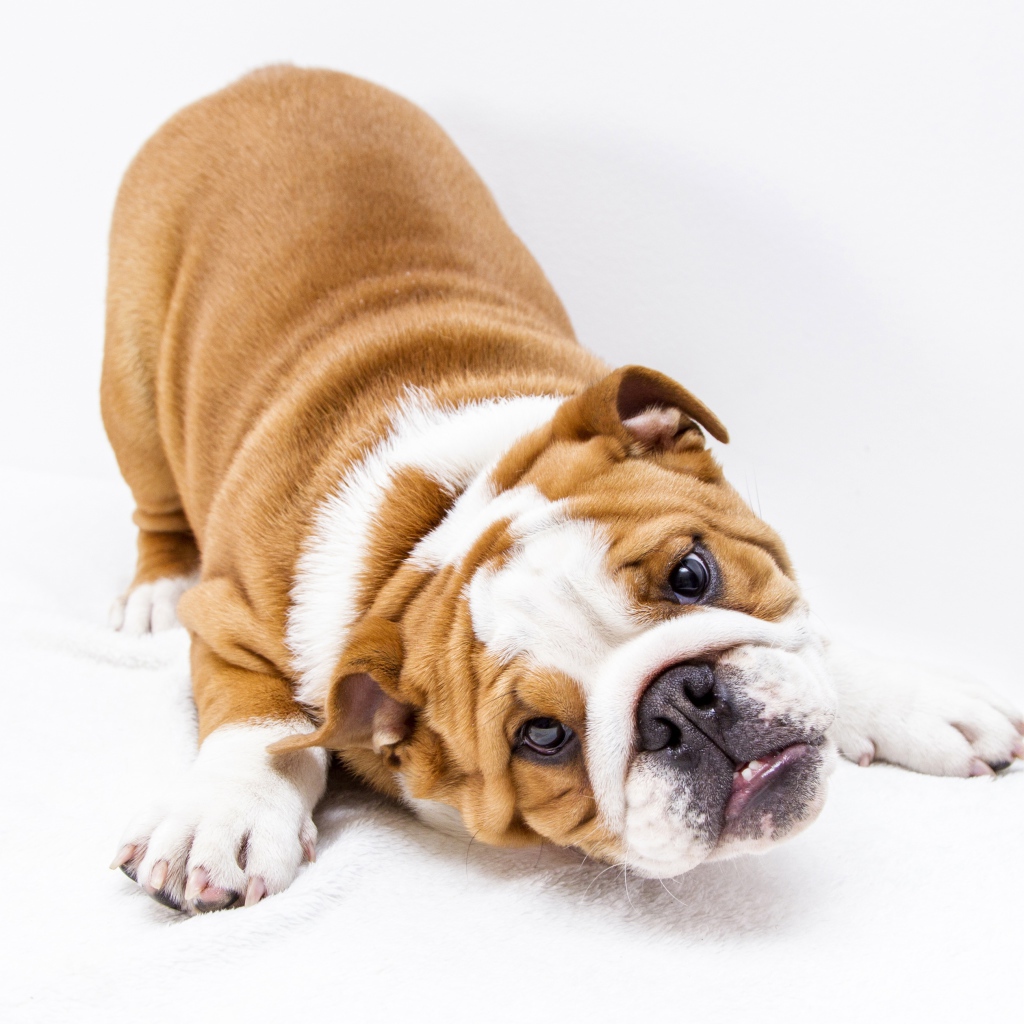 Забавный бульдог на белом фоне