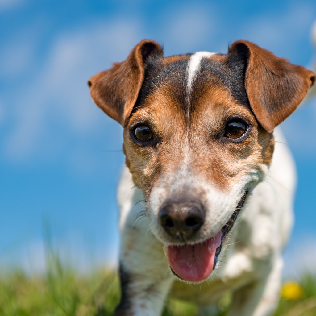 Funny dog breed Jack Russell Terrier close-up
