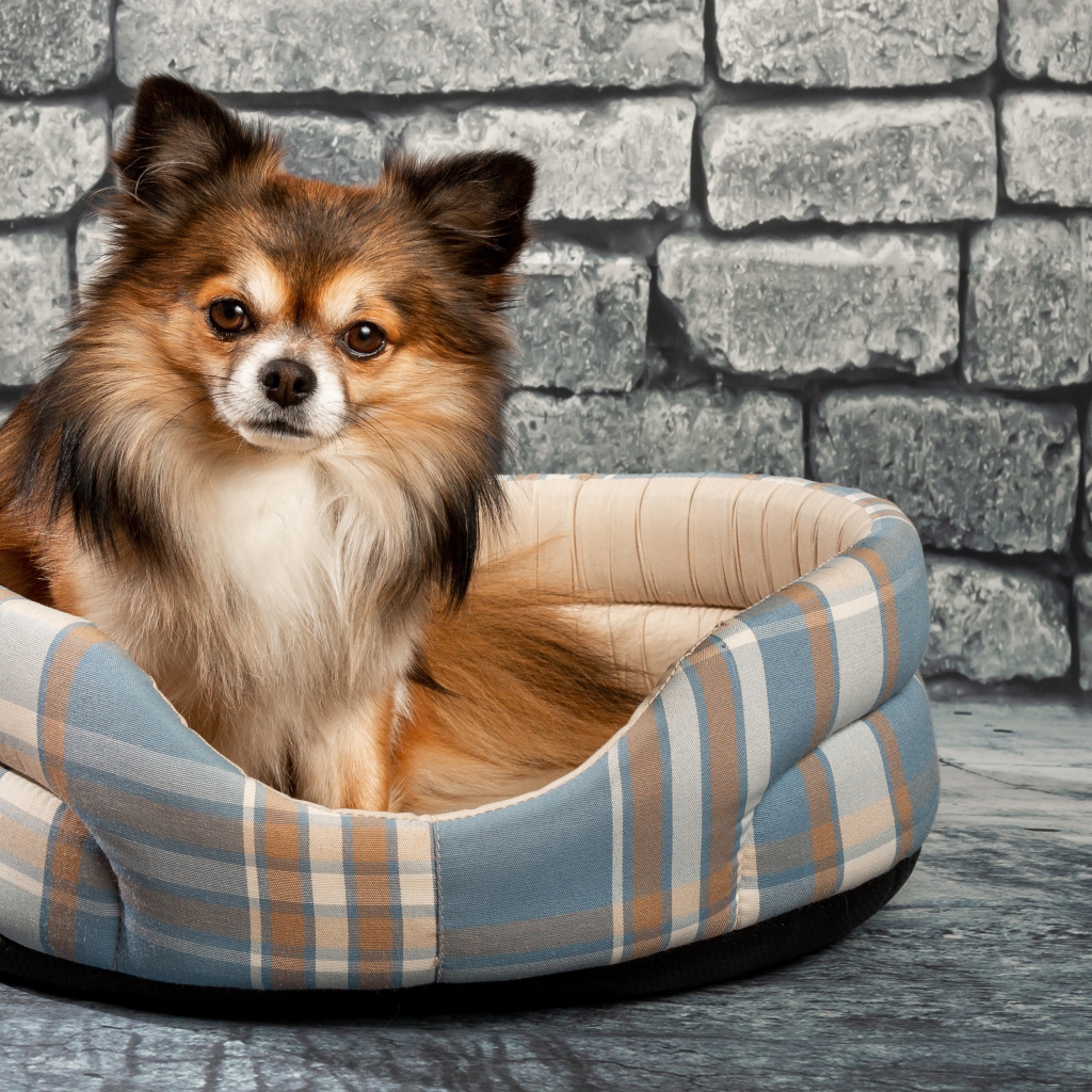 Забавный пес чихуахуа на мягкой лежанке на фоне стены