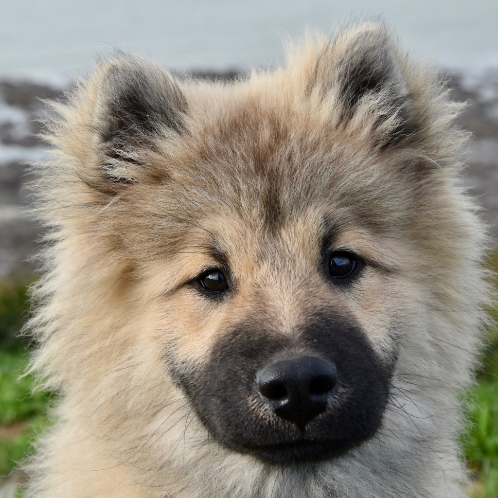 Забавный пушистый щенок породы Евразиер крупным планом