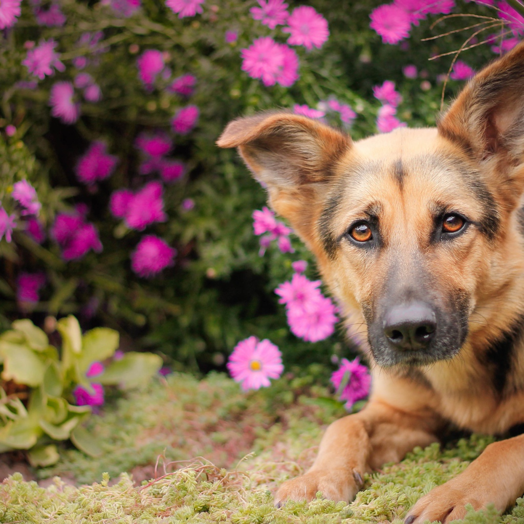Немецкая овчарка лежит в розовых цветах