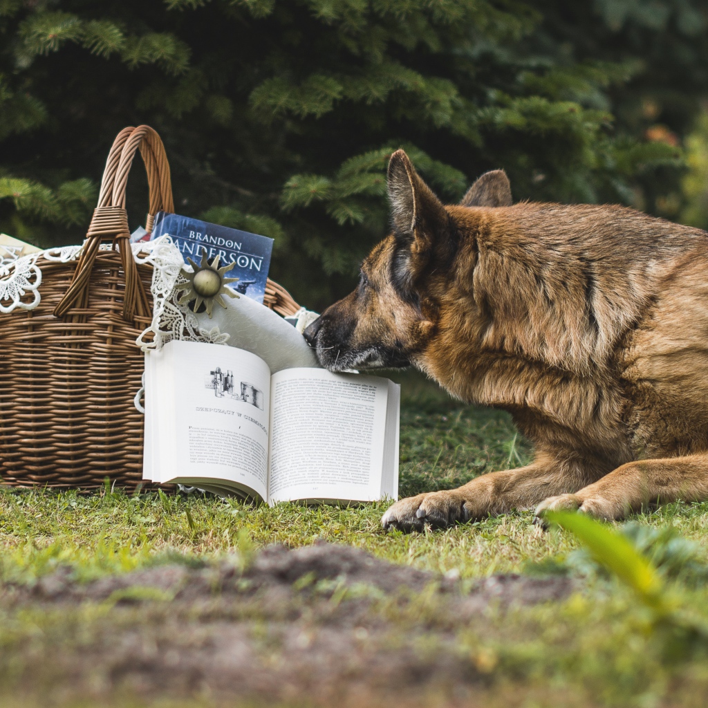 German shepherd lying on the green grass with a book