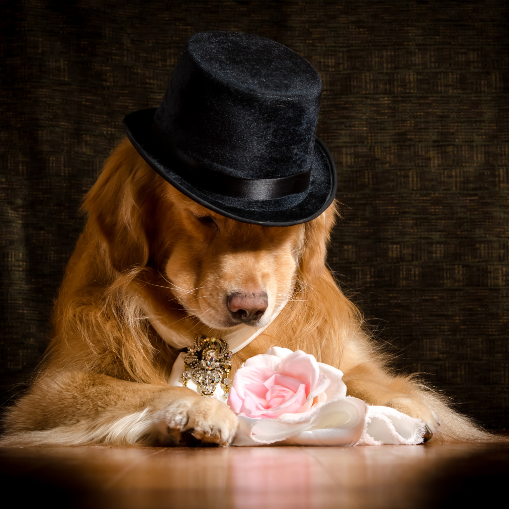 Золотистый ретривер в черной шляпе с розовой розой