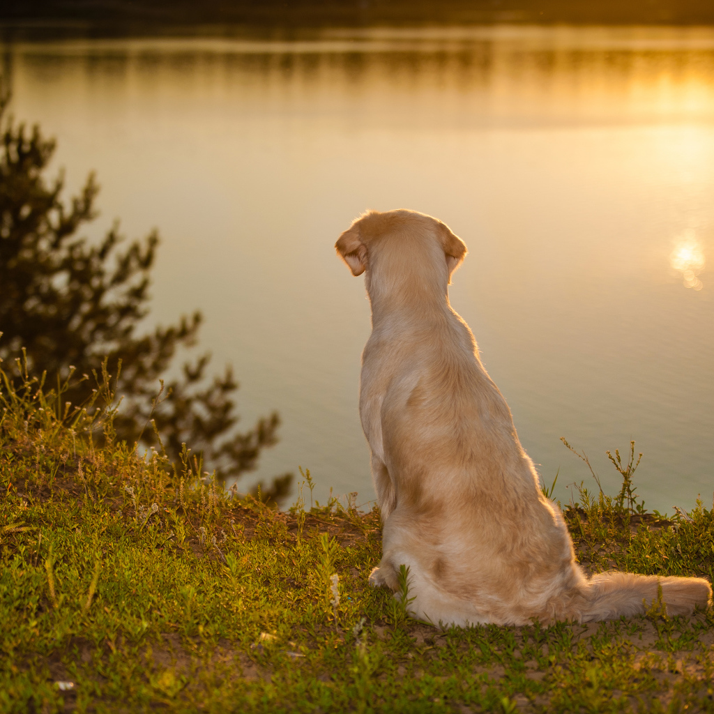 Золотистый ретривер сидит у воды на закате