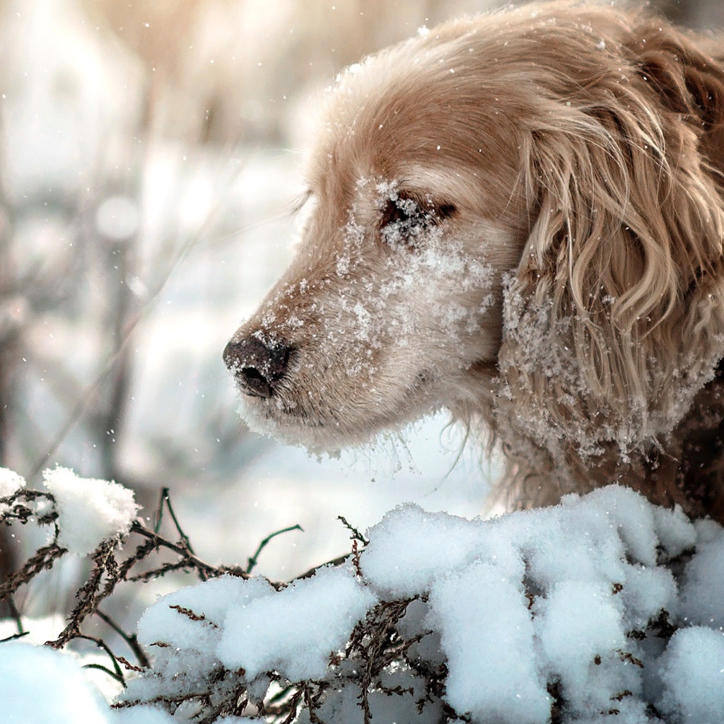 Золотистый ретривер с мордой в снегу
