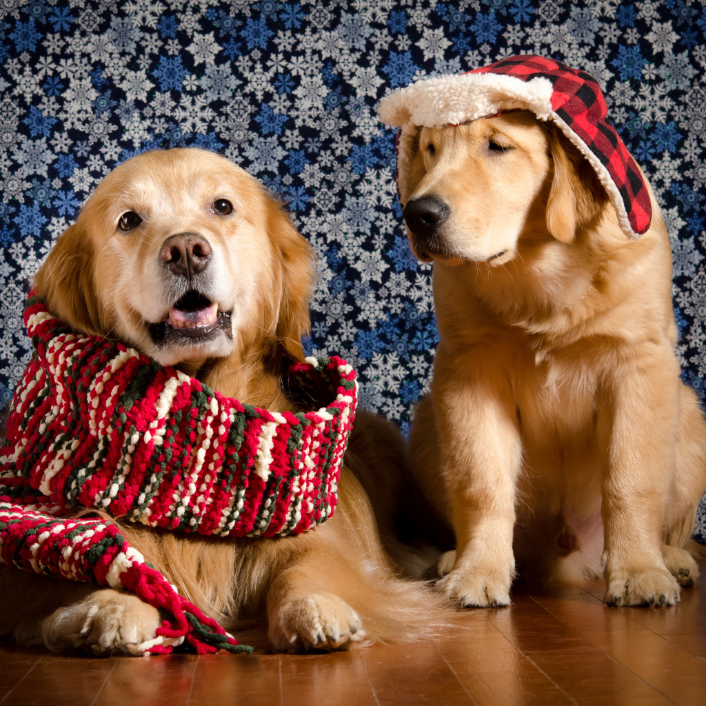 Золотистый ретривер с шарфом на шее и золотистый ретривер в шапке на фоне стены