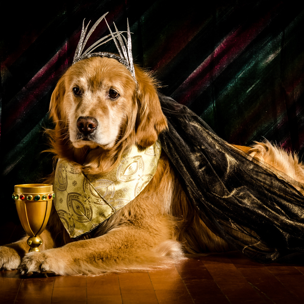 Золотистый ретривер в костюме с кубком