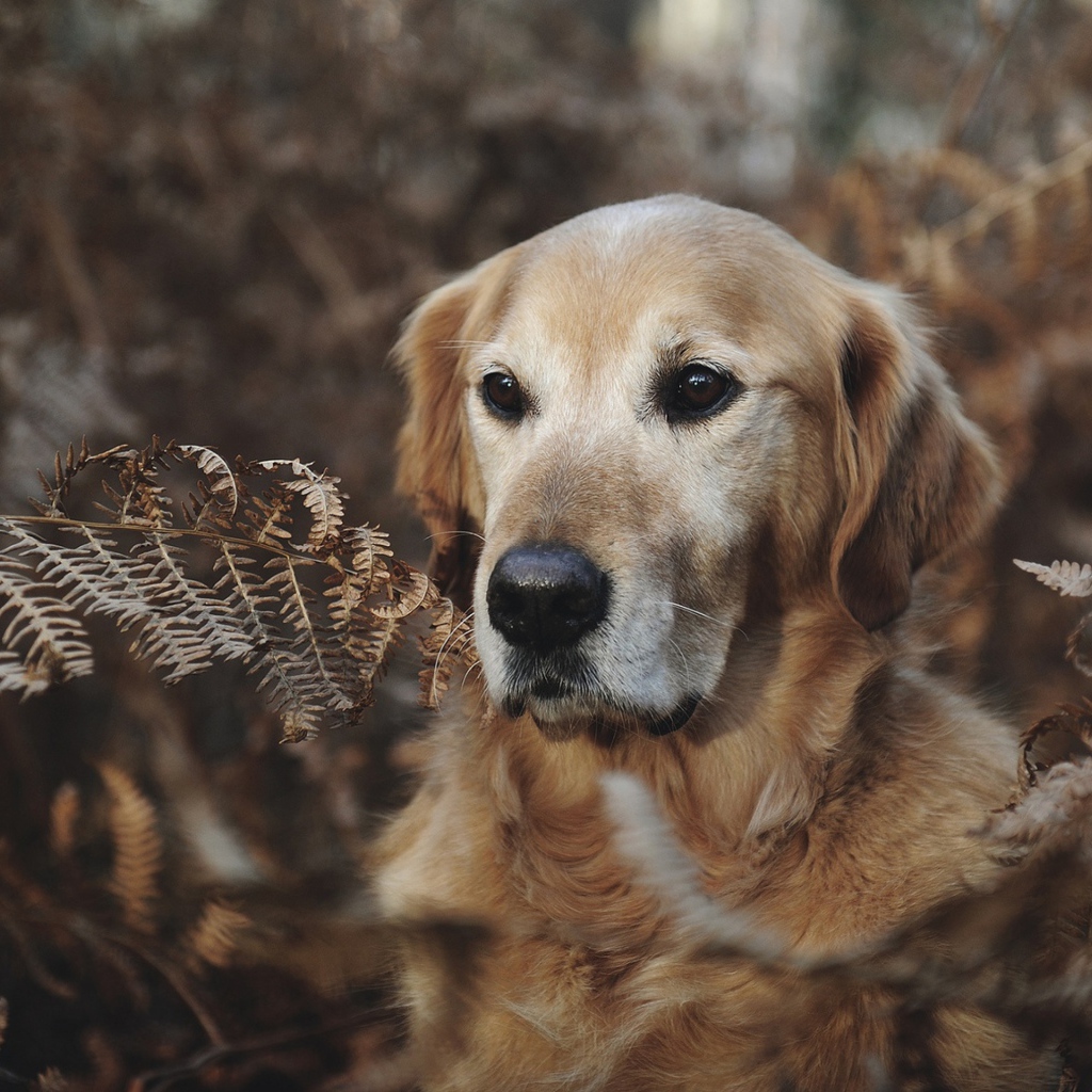 Золотистый ретривер сидит в траве 