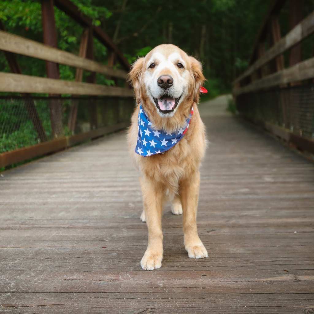 Золотистый ретривер с платком на шее стоит на мосту