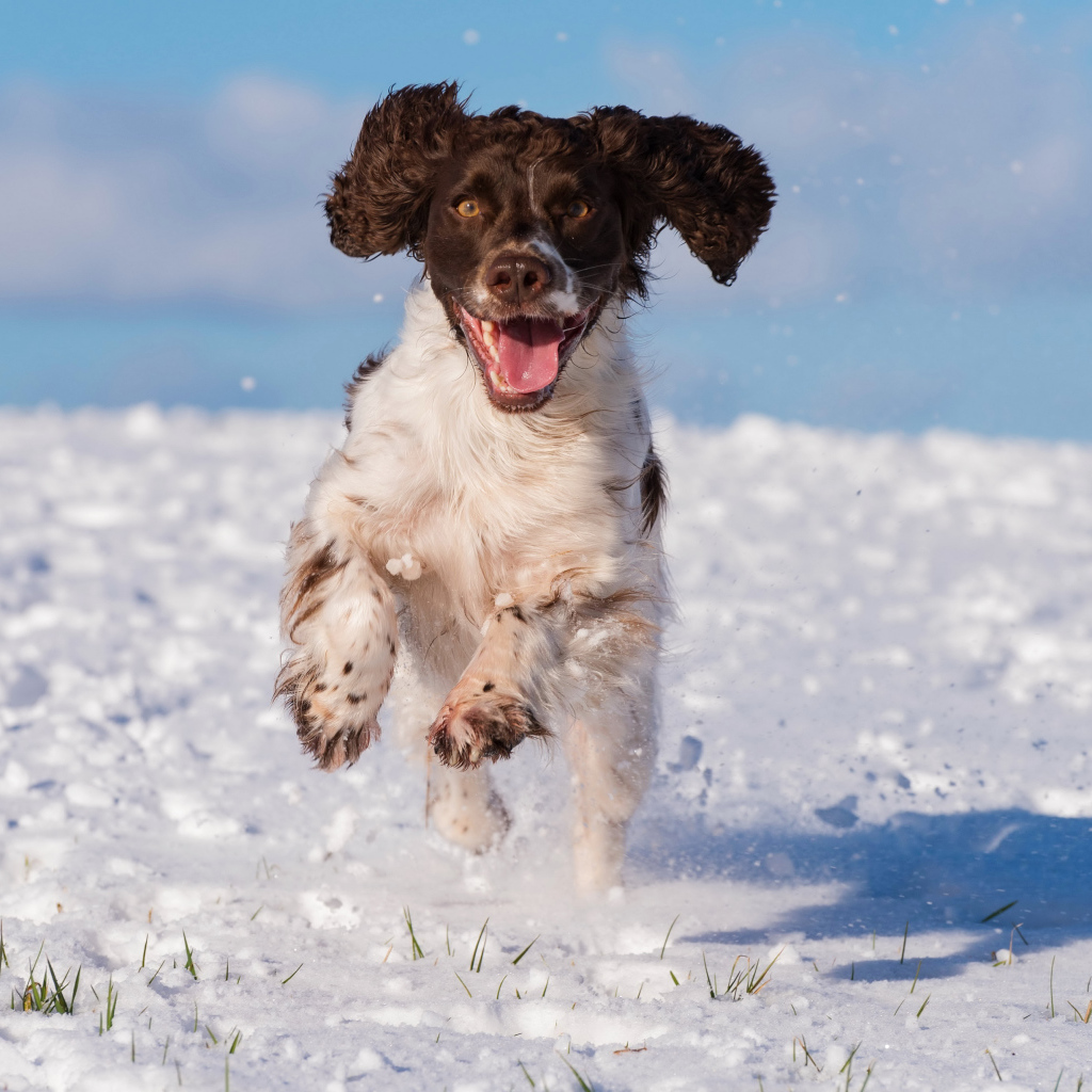 Довольный спаниель бежит по снегу 