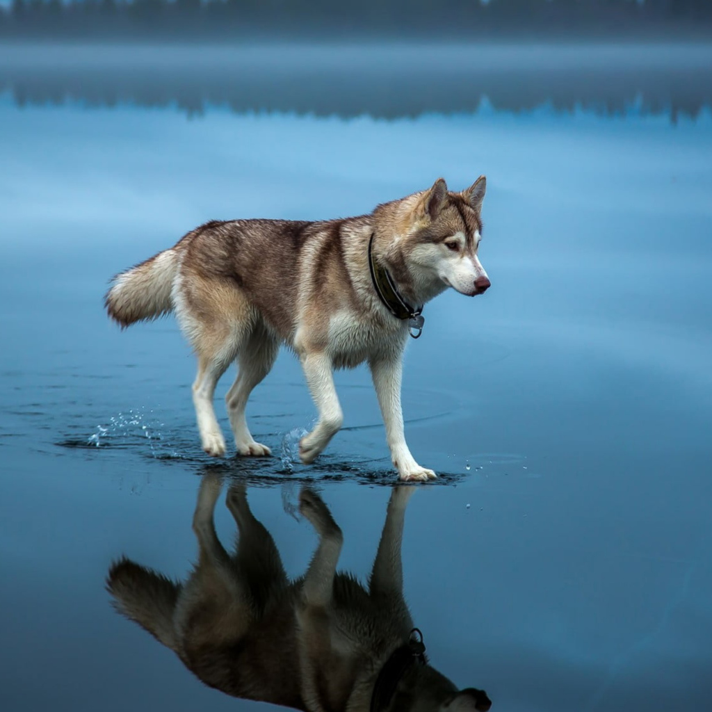Хаски идет по воде 