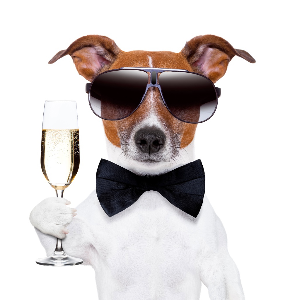 Джек рассел терьер в очках и бабочке с бокалом в руке на белом фоне