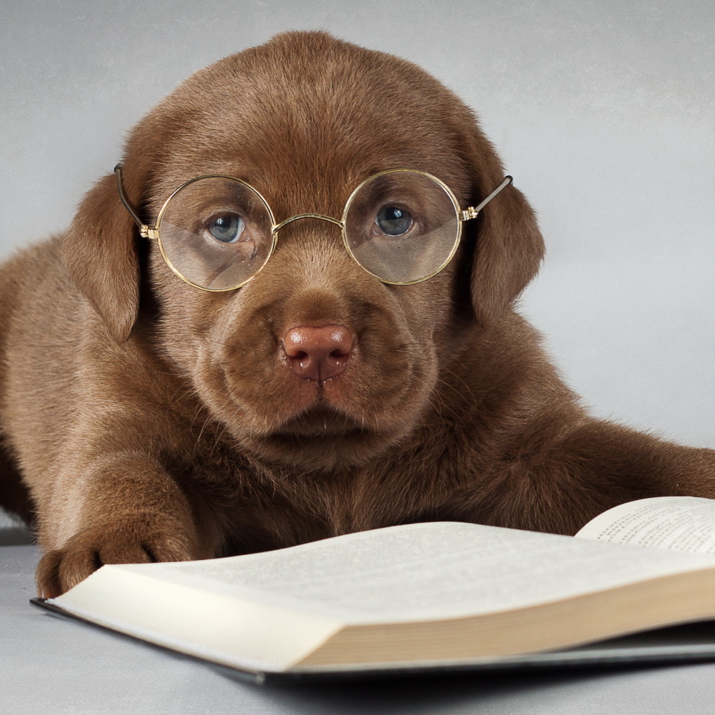 Щенок лабрадора в очках с книгой 