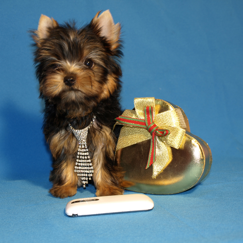 Маленький йоркширский терьер с коробкой на голубом фоне