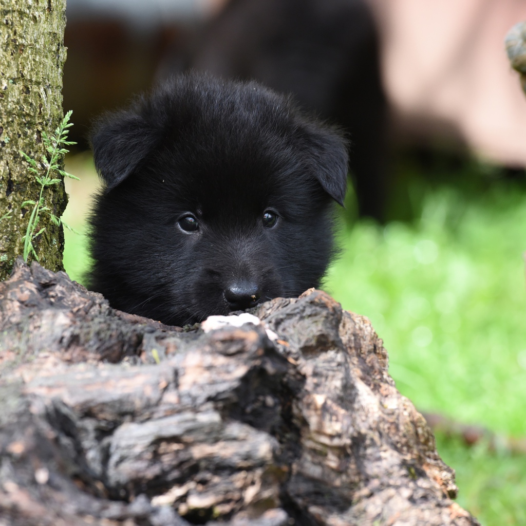 Маленький черный щенок бельгийской овчарки
