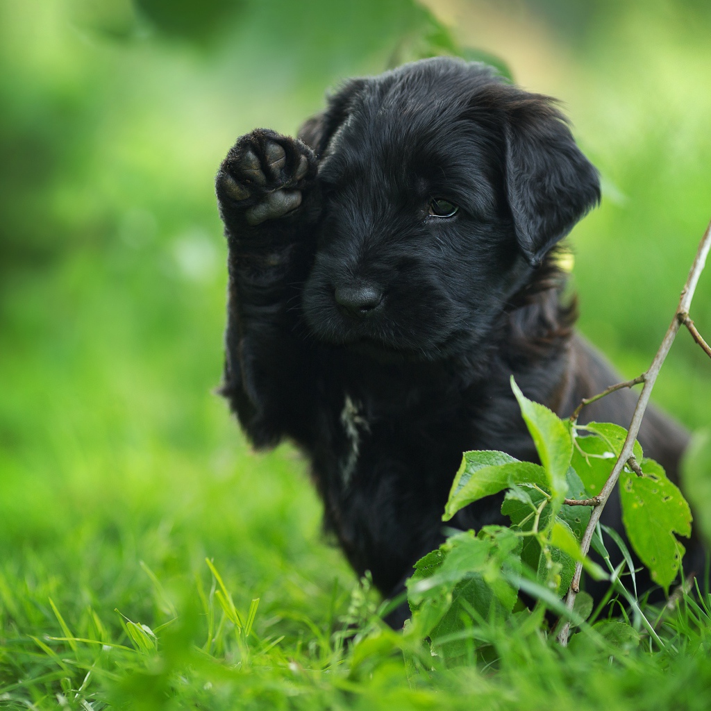 Маленький черный щенок с поднятой лапой сидит в зеленой траве