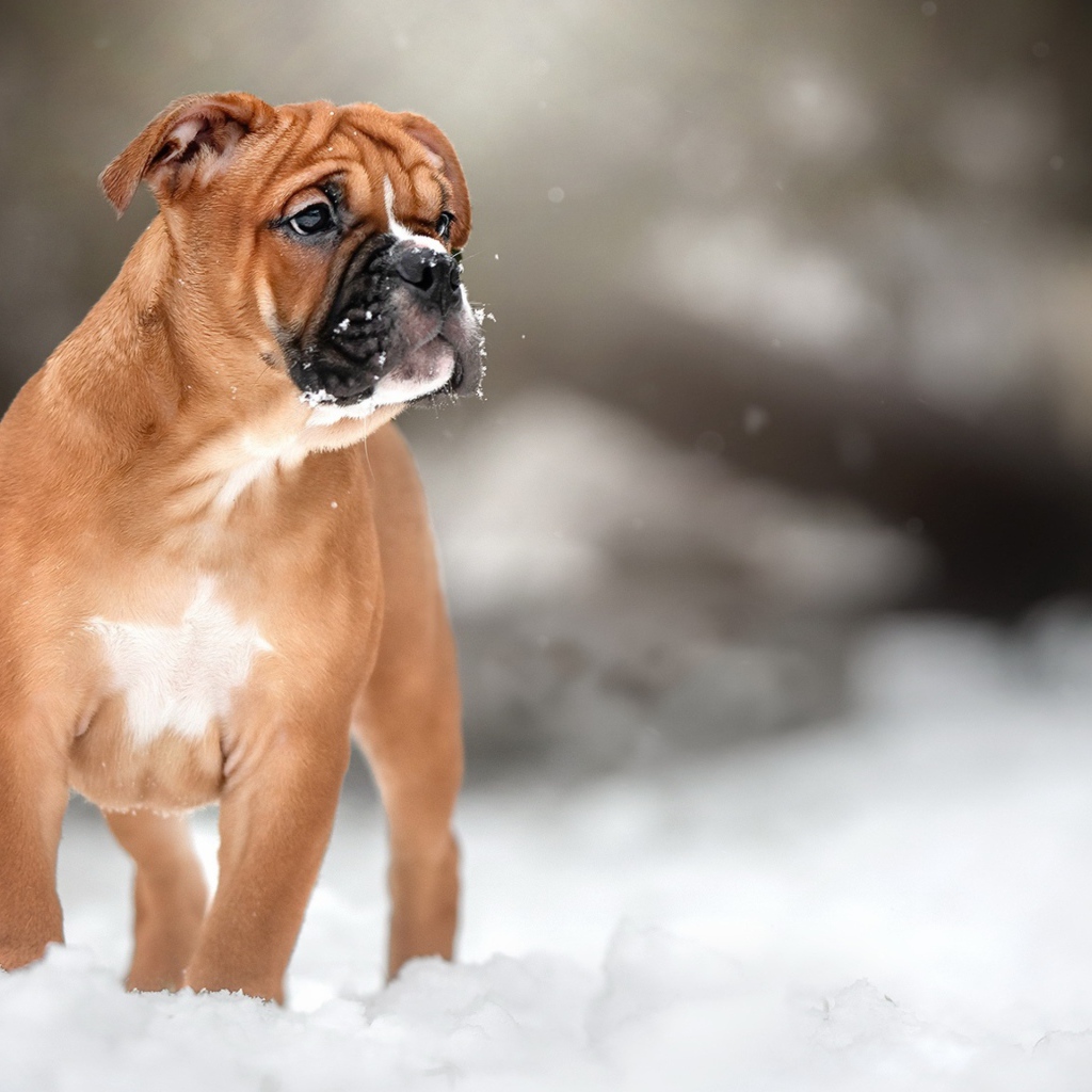 Маленький щенок боксера на снегу