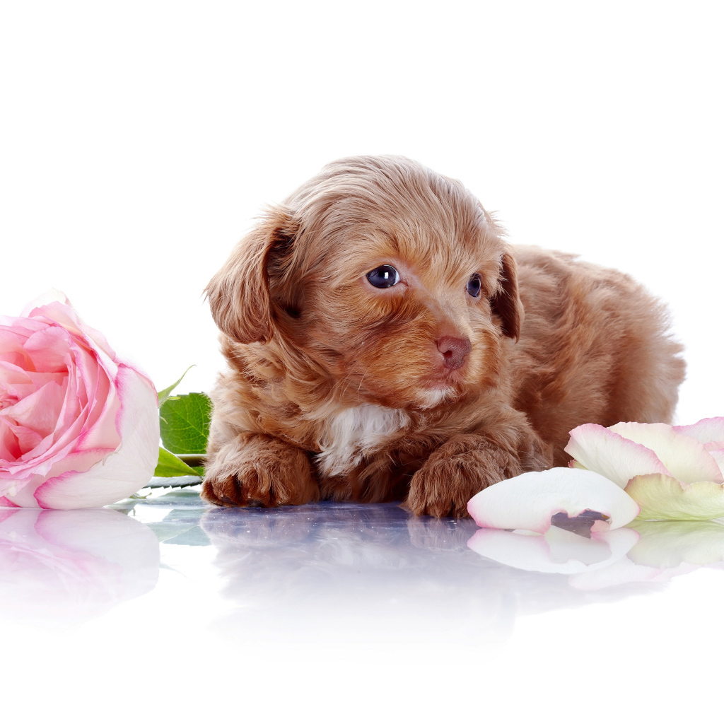 Маленький коричневый щенок с розовой розой на белом фоне