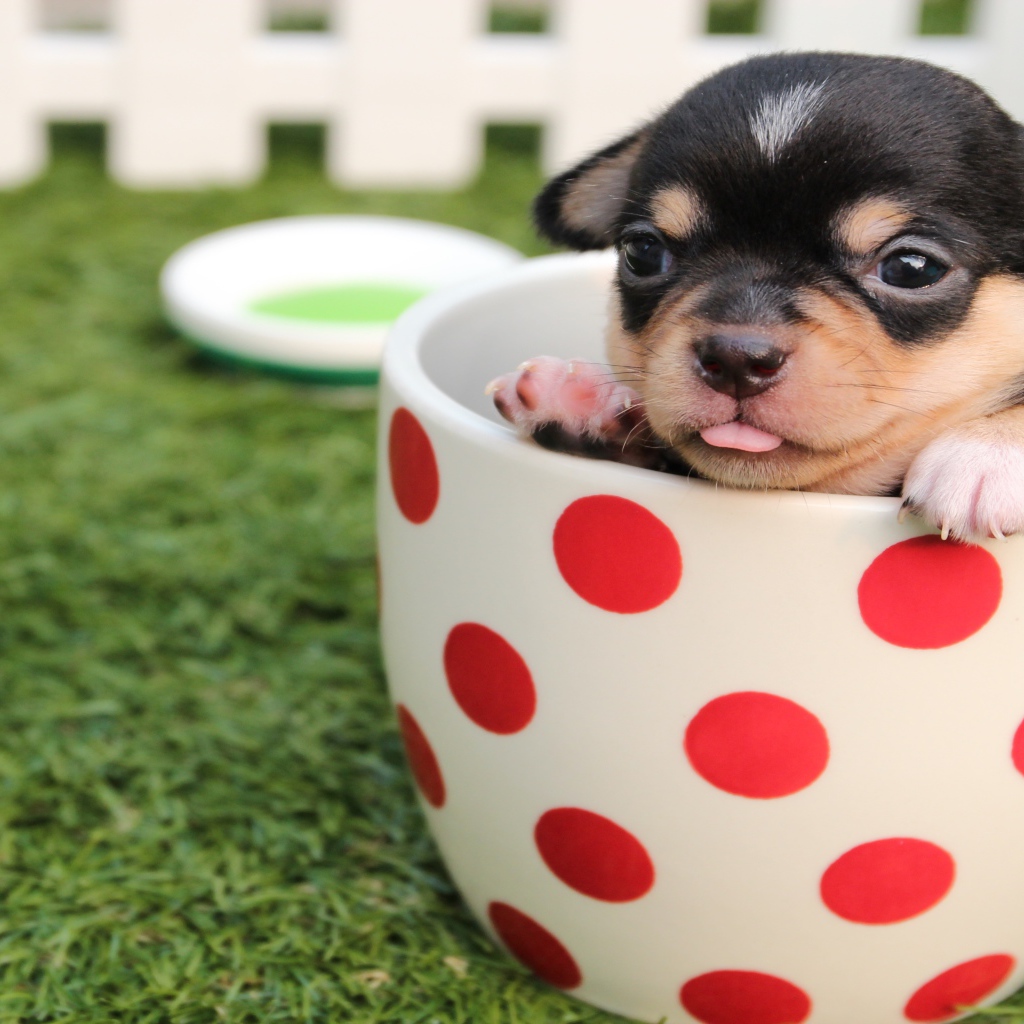 Маленький забавный щенок сидит в чашке