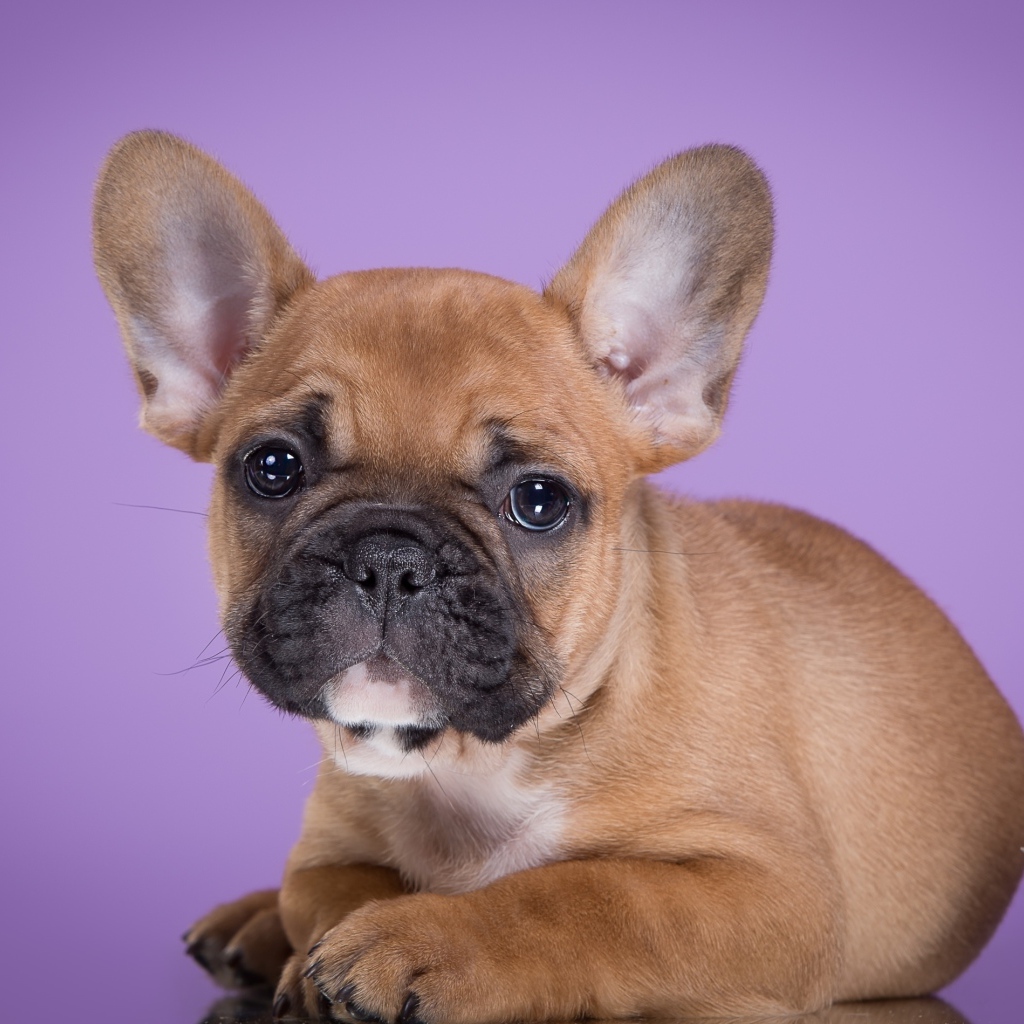Little puppy french bulldog on lilac background