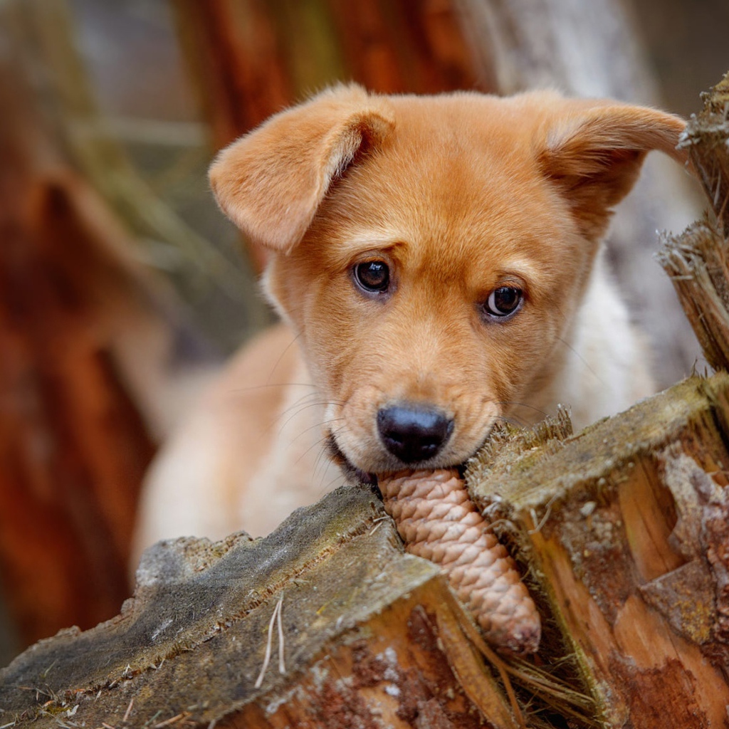 Маленький рыжий щенок грызет шишку