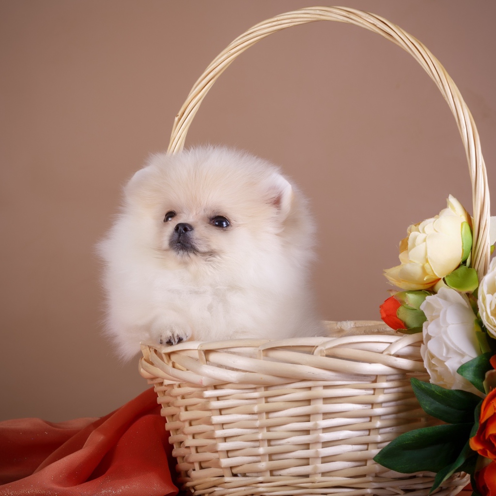 Little spitz sits in a basket with flowers