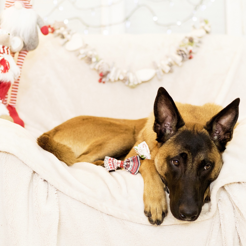 Бельгийская Овчарка Малинуа грустит на кровати