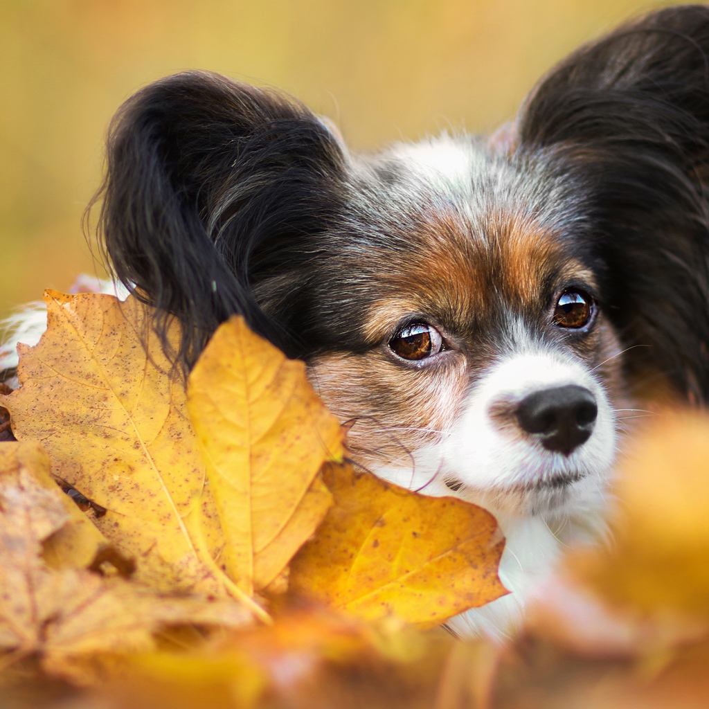 Папильон лежит в опавшей осенней листве