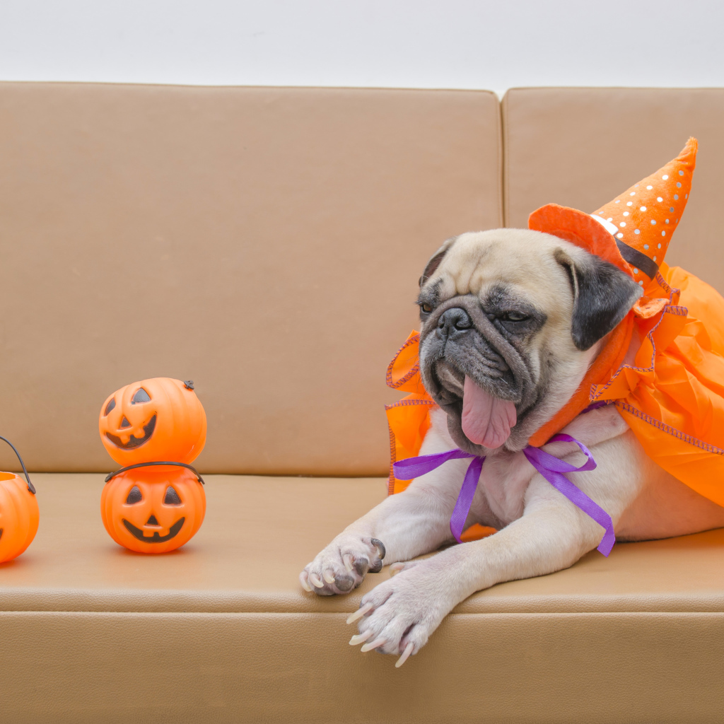Мопс костюме на Хэллоуин лежит на диване