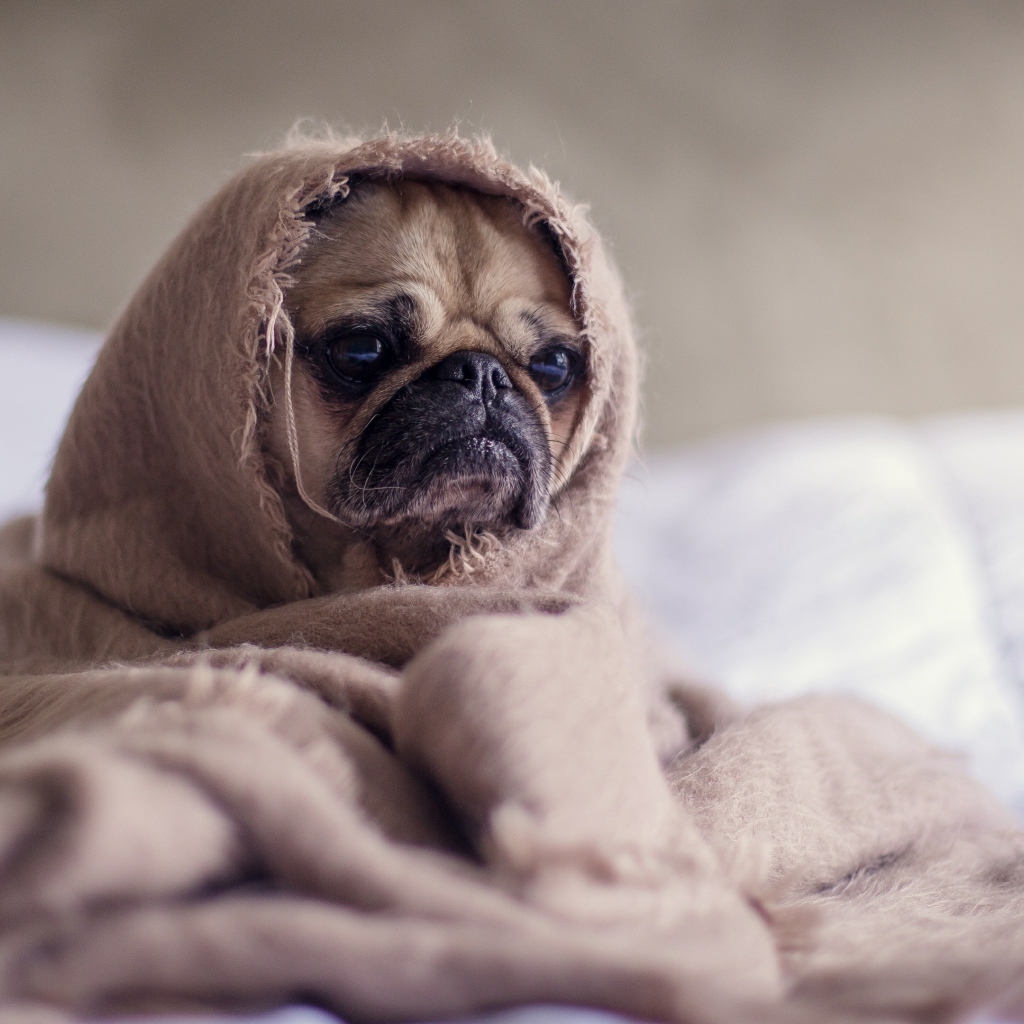 Мопс закутан в одеяло 