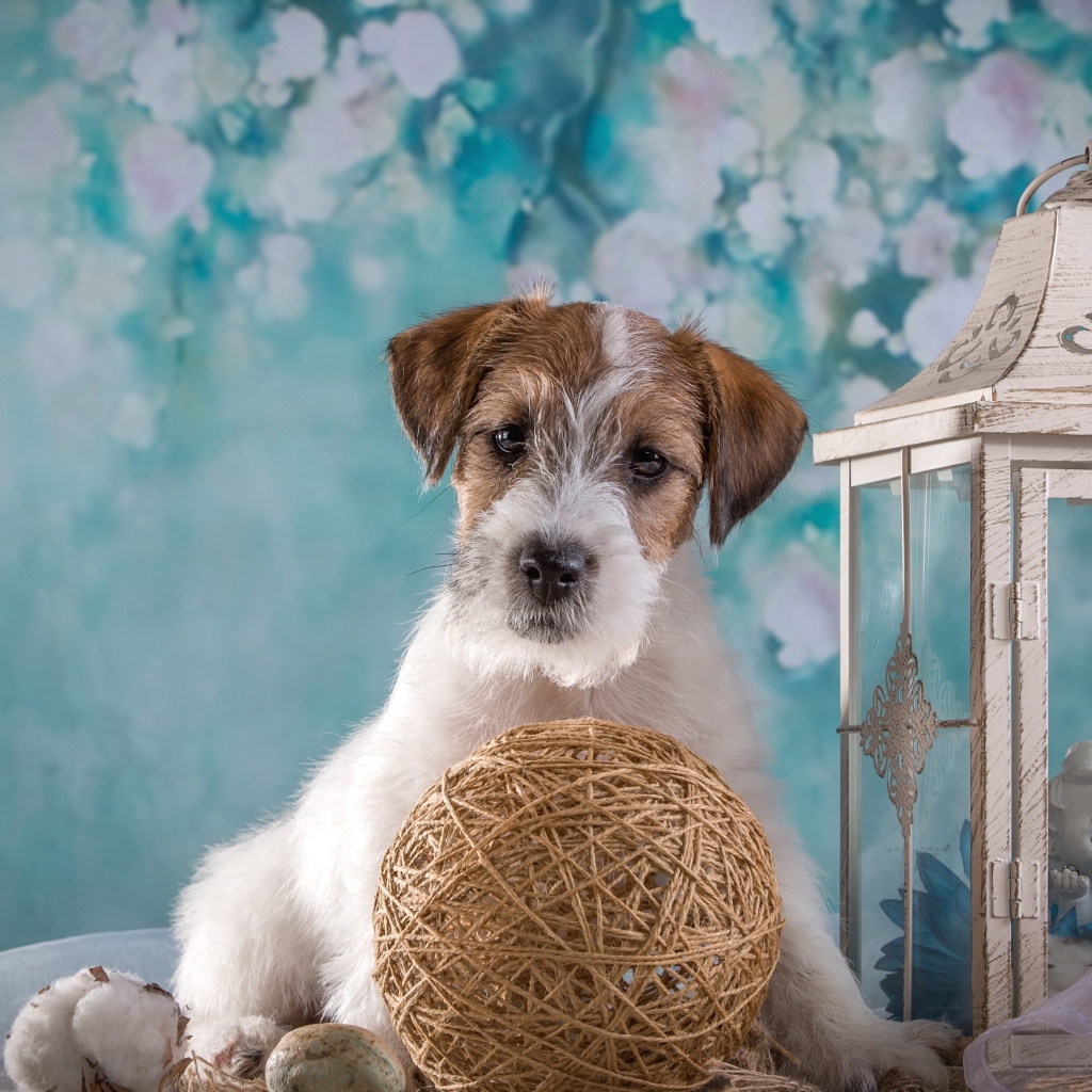 Щенок Силихем-терьер с декором