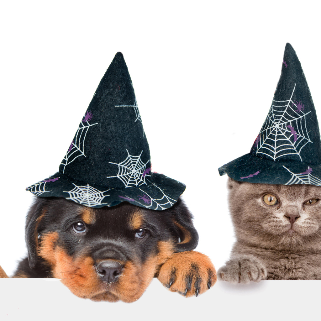 Щенок и котенок в колпаках на Хэллоуин 