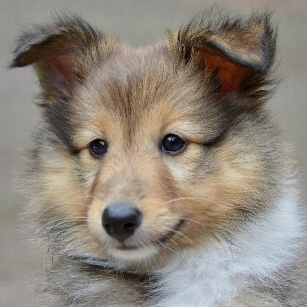 Puppy breed shetland shepherd muzzle close up