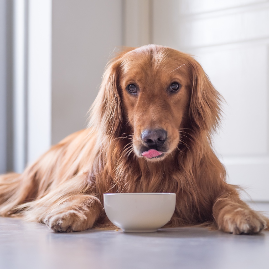 Породистая рыжая собака с чашкой 