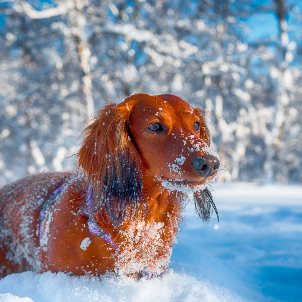Рыжая такса в снегу зимой в лесу