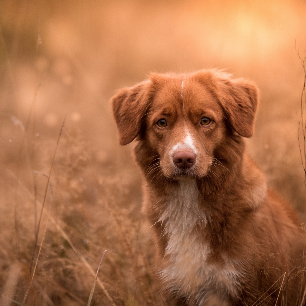 Рыжая собака сидит в траве