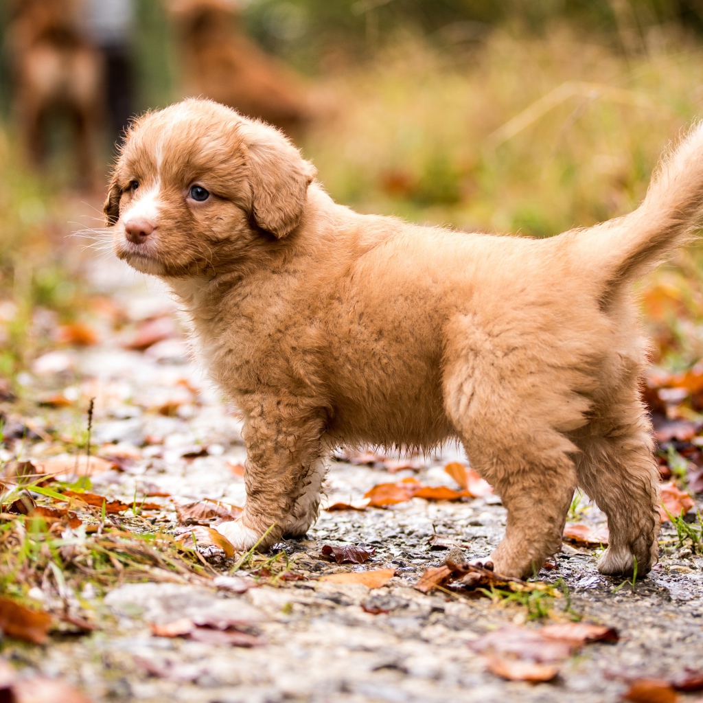 Рыжий щенок Новошотландского  ретривера на дороге осенью