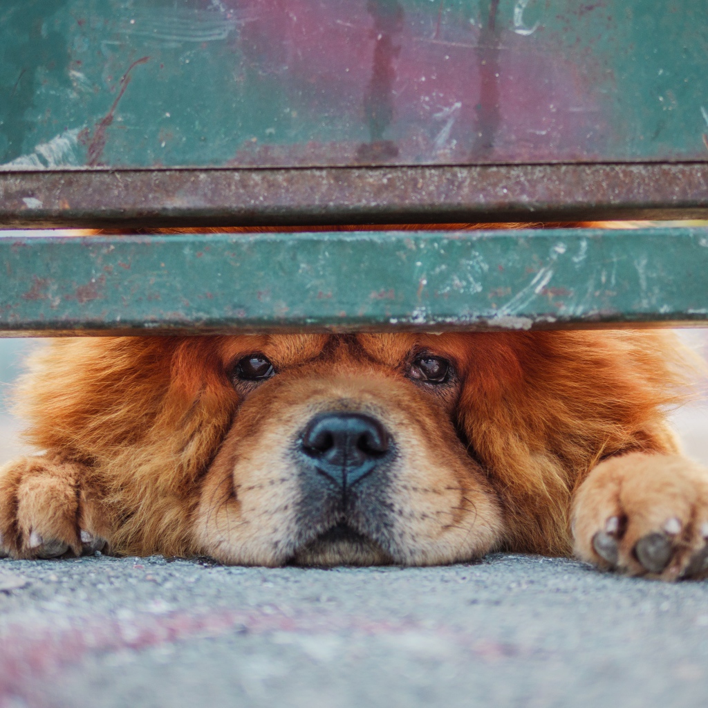 Рыжий породистый пес смотрит под забором