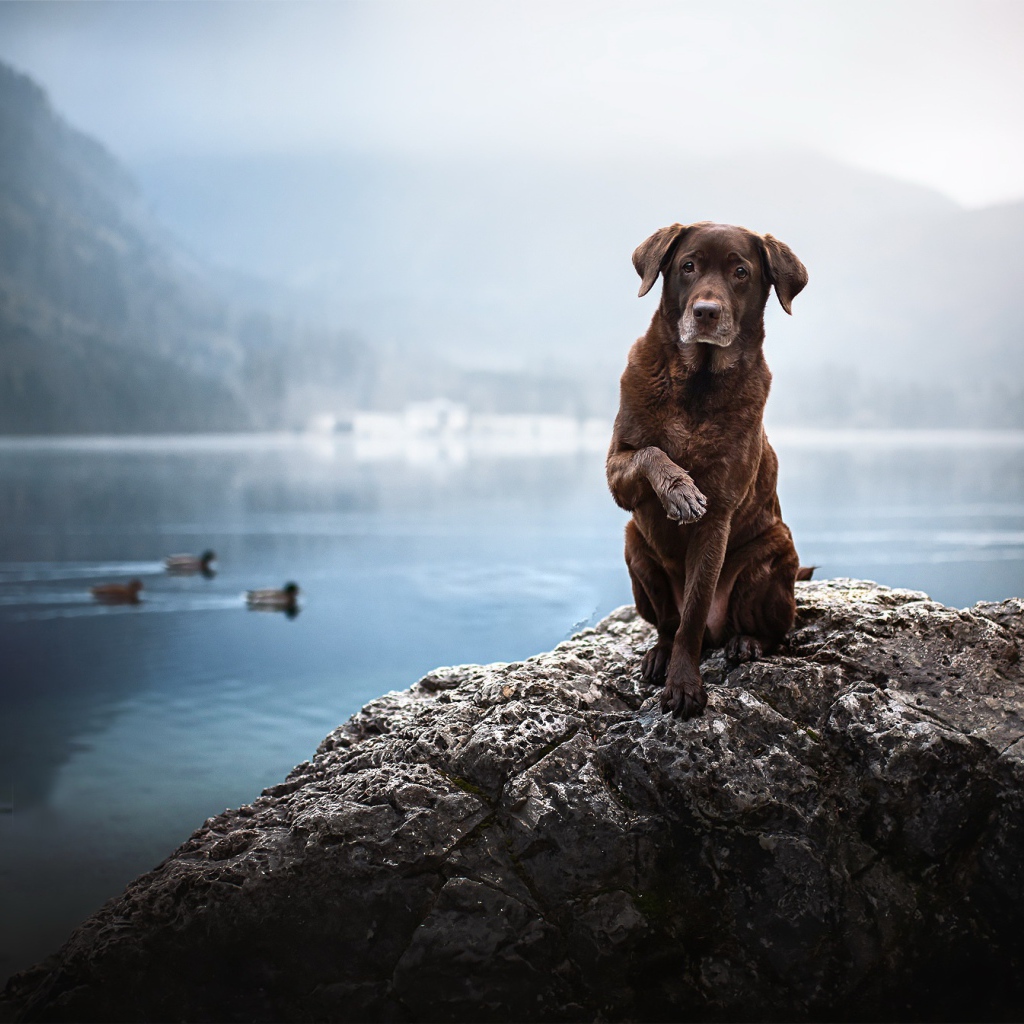 Грустный коричневый пес сидит на камне у воды