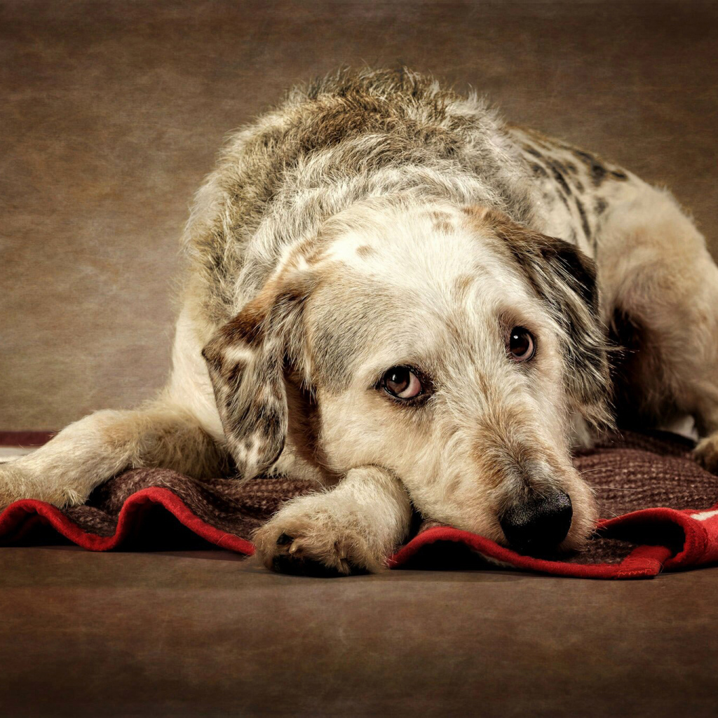 Грустный пес лежит на покрывале